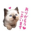 love siamese cats（個別スタンプ：10）