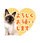 love siamese cats（個別スタンプ：11）