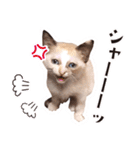 love siamese cats（個別スタンプ：13）