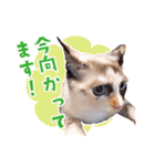 love siamese cats（個別スタンプ：14）