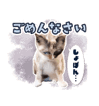 love siamese cats（個別スタンプ：15）