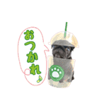 パグミオスタンプ（個別スタンプ：6）