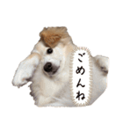 でかポメプー 820♀（個別スタンプ：13）
