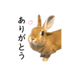 うさぎのみみ子3（個別スタンプ：3）
