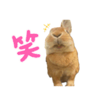 うさぎのみみ子3（個別スタンプ：6）