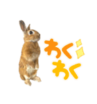 うさぎのみみ子3（個別スタンプ：7）
