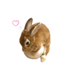 うさぎのみみ子3（個別スタンプ：19）