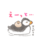 文鳥さんと小鳥のあいづちスタンプ（個別スタンプ：31）