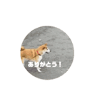 柴犬・チャンタとポンタ(動く！)（個別スタンプ：15）