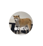 柴犬・チャンタとポンタ(動く！)（個別スタンプ：16）