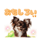 かわいい子犬！チワワ（個別スタンプ：11）