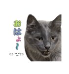 長毛こねこちゃん「わさび♂」（個別スタンプ：1）