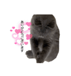 長毛こねこちゃん「わさび♂」（個別スタンプ：2）