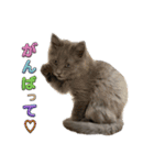長毛こねこちゃん「わさび♂」（個別スタンプ：3）