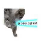 長毛こねこちゃん「わさび♂」（個別スタンプ：9）