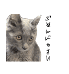 長毛こねこちゃん「わさび♂」（個別スタンプ：14）