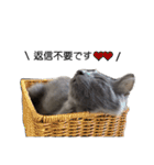 長毛こねこちゃん「わさび♂」（個別スタンプ：17）