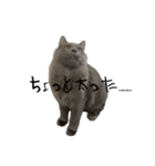長毛こねこちゃん「わさび♂」（個別スタンプ：20）