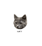 長毛こねこちゃん「わさび♂」（個別スタンプ：22）