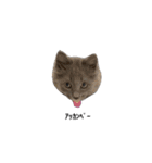 長毛こねこちゃん「わさび♂」（個別スタンプ：24）