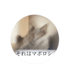 長毛こねこちゃん「わさび♂」（個別スタンプ：28）