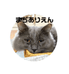 長毛こねこちゃん「わさび♂」（個別スタンプ：29）