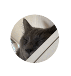 長毛こねこちゃん「わさび♂」（個別スタンプ：31）
