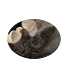 長毛こねこちゃん「わさび♂」（個別スタンプ：32）