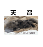 長毛こねこちゃん「わさび♂」（個別スタンプ：33）