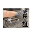 長毛こねこちゃん「わさび♂」（個別スタンプ：34）
