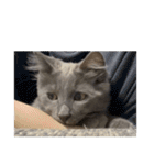 長毛こねこちゃん「わさび♂」（個別スタンプ：36）