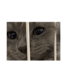 長毛こねこちゃん「わさび♂」（個別スタンプ：39）