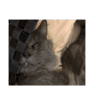 長毛こねこちゃん「わさび♂」（個別スタンプ：40）