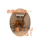 いつでも猫と一緒 四にゃんシリーズ（個別スタンプ：5）