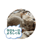 いつでも猫と一緒 四にゃんシリーズ（個別スタンプ：8）