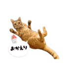ベンガルのテン②（個別スタンプ：3）