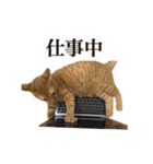 ベンガルのテン②（個別スタンプ：5）