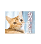 ベンガルのテン②（個別スタンプ：23）