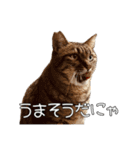 だいぶごま（個別スタンプ：1）