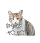だいぶごま（個別スタンプ：2）