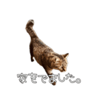 だいぶごま（個別スタンプ：4）