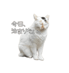 だいぶごま（個別スタンプ：6）