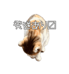 だいぶごま（個別スタンプ：7）