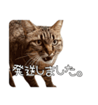 だいぶごま（個別スタンプ：8）