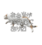 だいぶごま（個別スタンプ：10）
