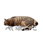だいぶごま（個別スタンプ：12）