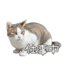 だいぶごま（個別スタンプ：13）