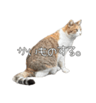 だいぶごま（個別スタンプ：15）