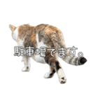 だいぶごま（個別スタンプ：16）