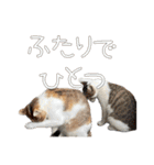 だいぶごま（個別スタンプ：18）